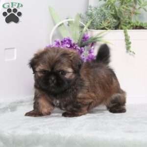Pollyanna, Shih Tzu Puppy